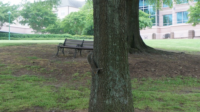 Lenox Park squirrel.jpg